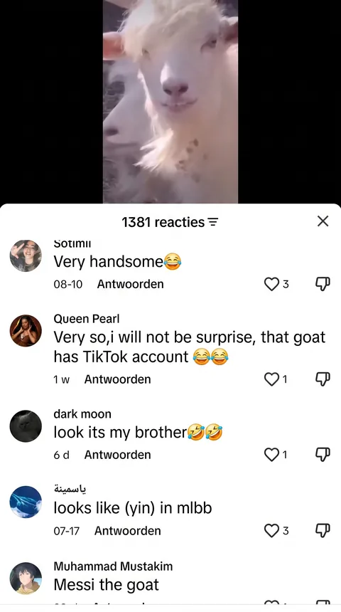 More TikTok comments calling the goat handsome and king